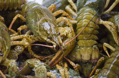 Beyaz bir arka plan üzerinde canlı kanser