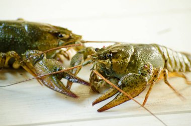 Beyaz bir arka plan üzerinde canlı kanser