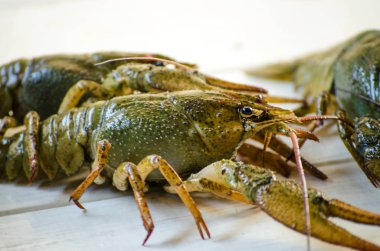 Beyaz bir arka plan üzerinde canlı kanser