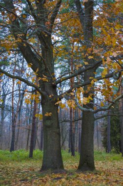 Parkta sonbahar akşamı