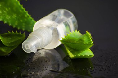 aloe vera ile spa için güzellik ürünleri