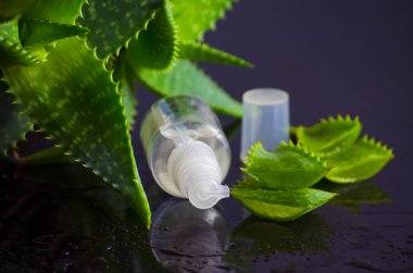 aloe vera ile spa için güzellik ürünleri