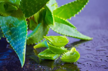 tıbbi bitki aloe vera yaprakları