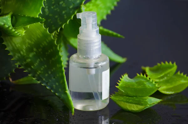 aloe vera ile spa için güzellik ürünleri