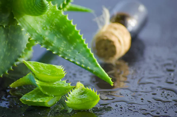 tıbbi bitki aloe vera yaprakları