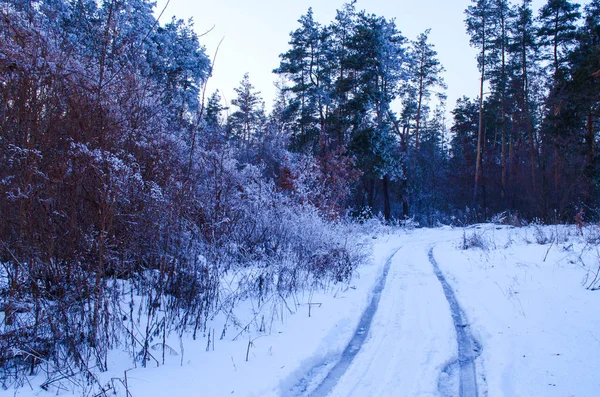 Vinterskog i snö — Stockfoto