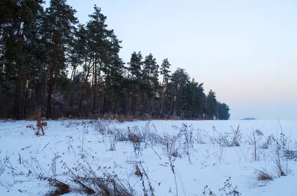 Winterbos in de sneeuw — Stockfoto