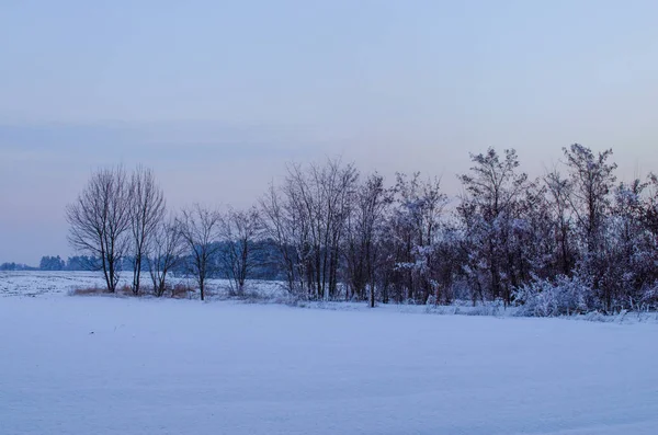 Foresta invernale nella neve — Foto Stock