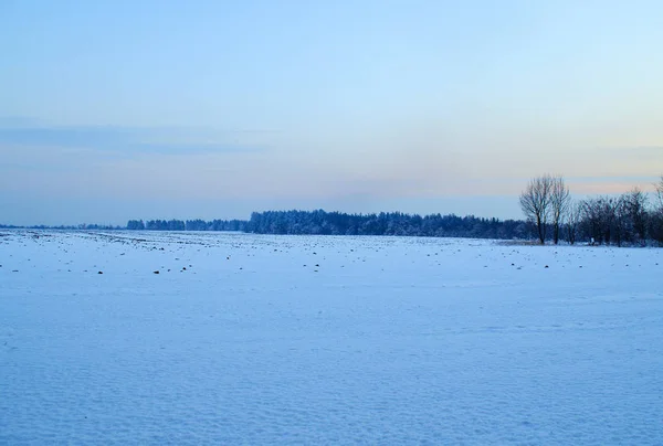 Foresta invernale nella neve — Foto Stock