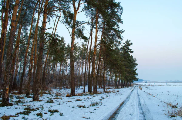 Vinterskog i snö — Stockfoto