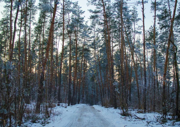 Foresta invernale nella neve — Foto Stock