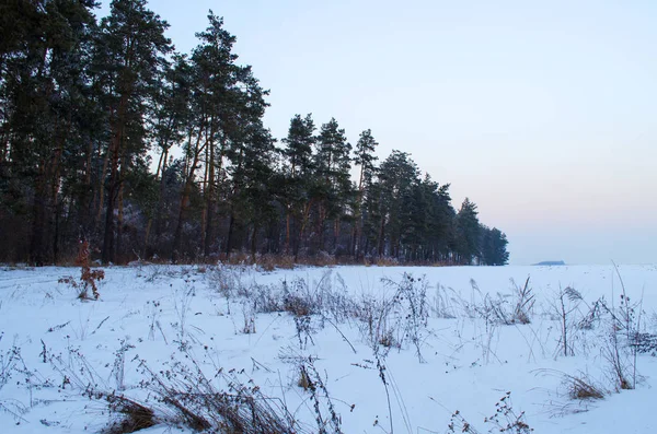 Vinterskog i snö — Stockfoto