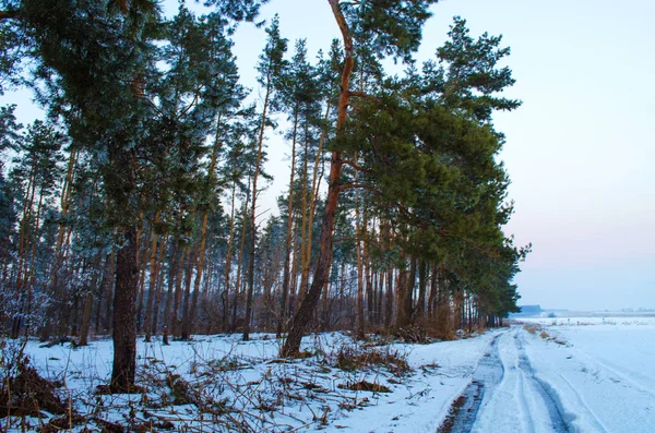 Foresta invernale nella neve — Foto Stock