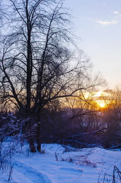 kış orman ve nehir kıyısında günbatımı