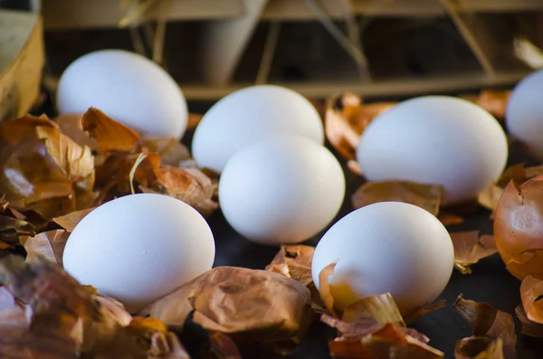 Cáscaras de cebolla y huevos — Foto de Stock