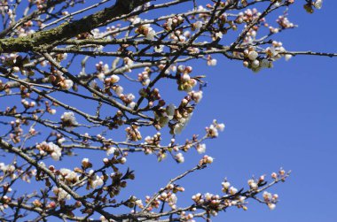 Çiçeklenme başında kayısı ağacı
