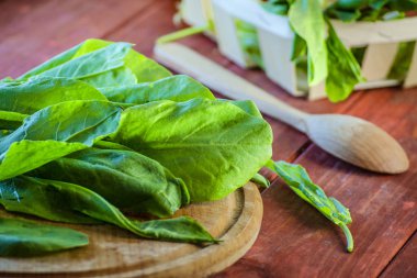 taze yeşil kuzukulağı