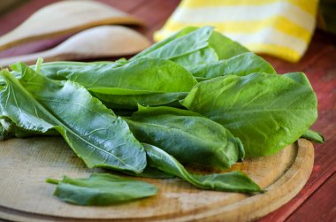 taze yeşil kuzukulağı