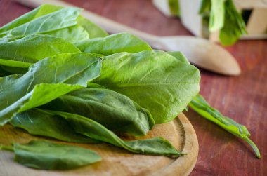 taze yeşil kuzukulağı