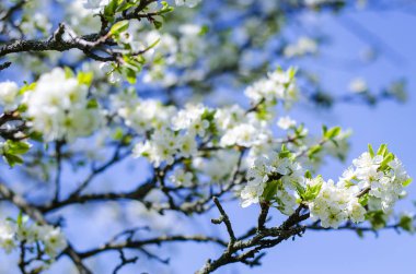 Erik ağacı çiçek bahar