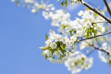 İlkbaharda kiraz çiçeği