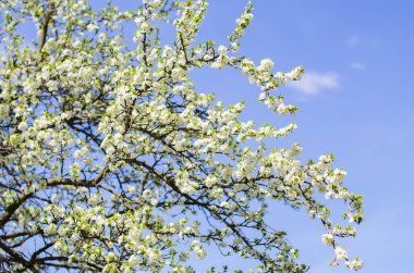 Erik ağacı çiçek bahar