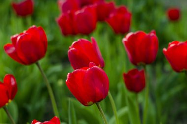 Kırmızı doğal Lale