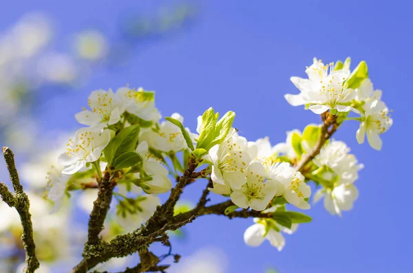 Pflaumenbaum blüht im Frühling — Stockfoto