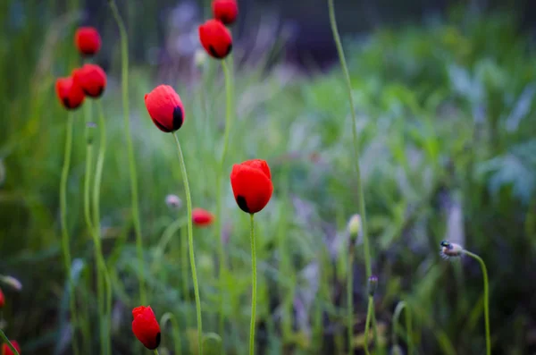 Flores de pequeno campo de papoula — Fotografia de Stock