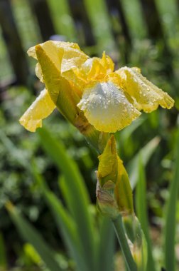 Bahçedeki sarı zambak çiçeği