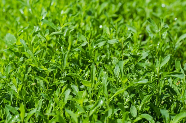녹색 잔디 정렬 — 스톡 사진