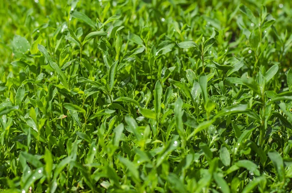 Classificador de grama verde — Fotografia de Stock