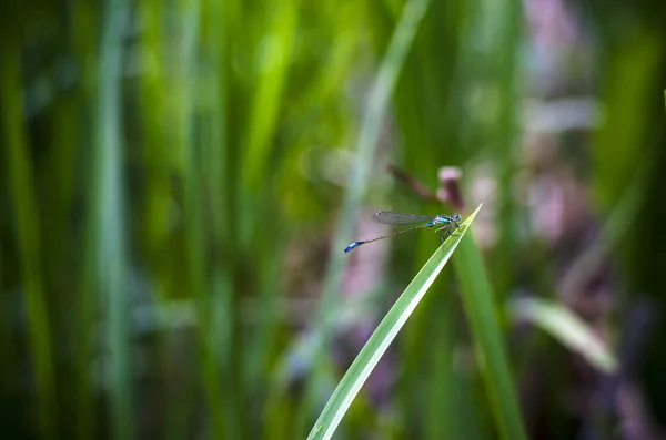 Libellule sur l'herbe — Photo