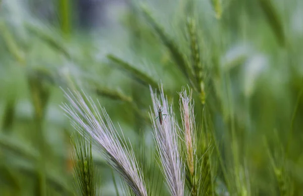 Insect op het gras — Stockfoto