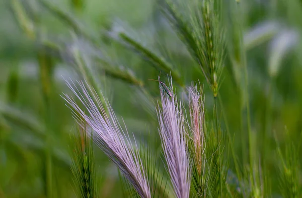 Insect op het gras — Stockfoto