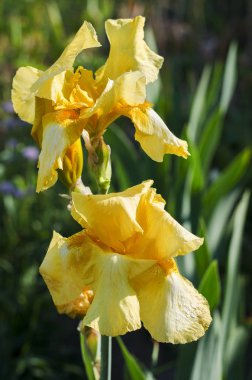 Bahçedeki sarı zambak çiçeği