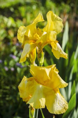 Bahçedeki sarı zambak çiçeği