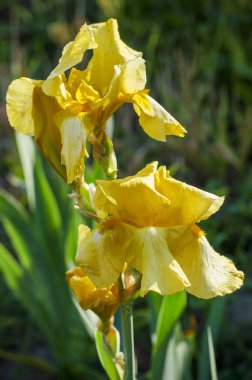 Bahçedeki sarı zambak çiçeği