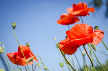 Çiçekli sezonu kırmızı haşhaş