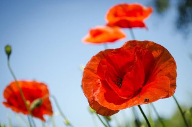 Çiçekli sezonu kırmızı haşhaş