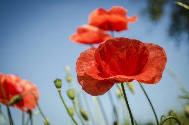 Çiçekli sezonu kırmızı haşhaş