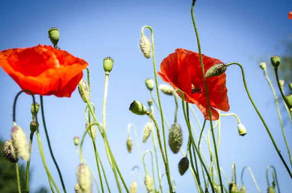 Papoilas vermelhas na estação de floração — Fotografia de Stock