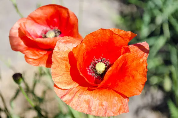 Papoilas vermelhas na estação de floração — Fotografia de Stock