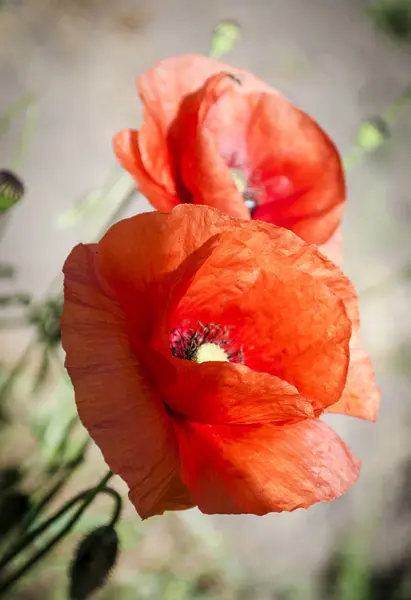 Papoilas vermelhas na estação de floração — Fotografia de Stock