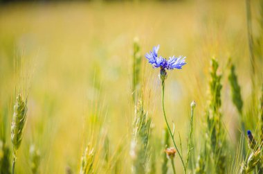 Mavi çiçek Peygamber Çiçeği