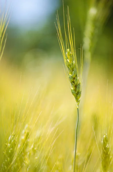 밭에 있는 밀 의귀 — 스톡 사진
