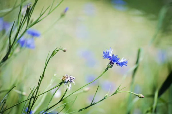 블루 꽃 수레 국화 — 스톡 사진