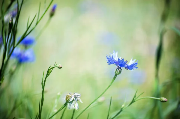블루 꽃 수레 국화 — 스톡 사진