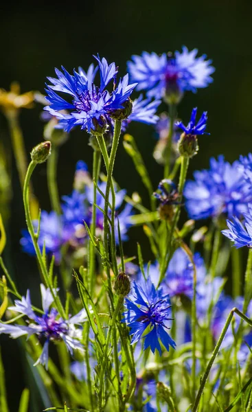 Blaue Blume Kornblume — Stockfoto