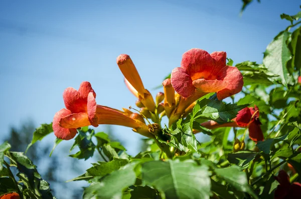 bahçede çiçek açan Kampsis